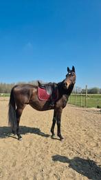 Verzorgpaard aangeboden Kampenhout, Dieren en Toebehoren, Paarden, Ruin, Zadelmak, 7 tot 10 jaar, 160 tot 165 cm