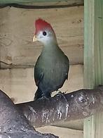 koppel roodkuif toerako, Dieren en Toebehoren