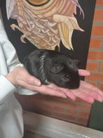 Cavia's te koop, Oktober, Mannelijk, Cavia