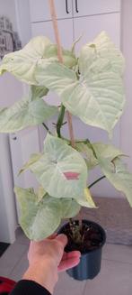 Syngonium milk confetti, Huis en Inrichting, Kamerplanten, Ophalen