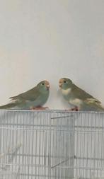 C kakariki couple 2025 Luik, Ophalen