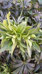Helleboris Foeditus planten in pot, Ophalen, Vaste plant, Bodembedekkers