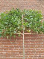 Leiliquidambar leiboom liquidambar stamomtrek tot 10-12 cm, Jardin & Terrasse, Plantes | Arbres, Enlèvement ou Envoi, Espalier