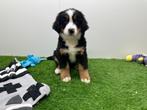 Berner Sennen pups, Dieren en Toebehoren, Honden | Bulldogs, Pinschers en Molossers, België, CDV (hondenziekte), Meerdere, Meerdere dieren