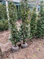 Prunus lusitanica Brenelia, Jardin & Terrasse, Plantes | Arbustes & Haies, Enlèvement ou Envoi, Haie