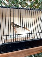 botvink wildkleurpop