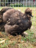 Zijdehoen usa choco hen, Dieren en Toebehoren