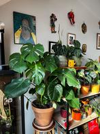 Monstera deliciosa, Huis en Inrichting, Ophalen
