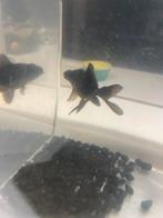 Telescoop goudvissen