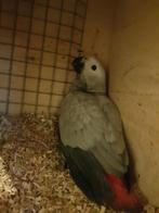 Grijs roodstaart Congo, Dieren en Toebehoren, Vrouwelijk, Papegaai, Geringd