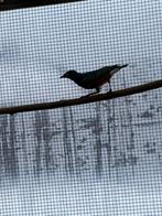 Driekleur glansspreeuw, Dieren en Toebehoren, Vogels | Overige Vogels