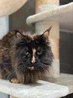 Herplaatsertje Iva, Dieren en Toebehoren, Katten en Kittens | Raskatten | Langhaar, Poes, Gechipt, 3 tot 5 jaar
