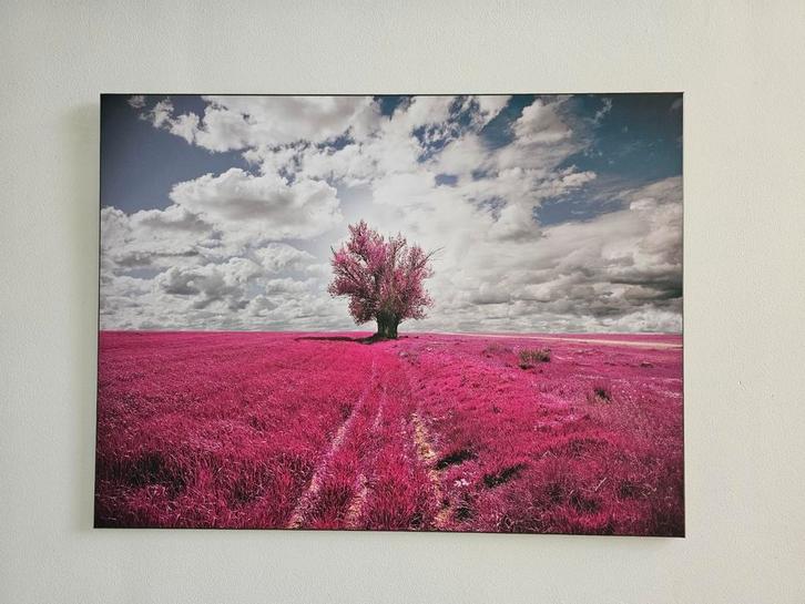 Tableau photo 80x60 ( champ rose ), Maison & Meubles, Accessoires pour la Maison | Peintures, Dessins & Photos, Comme neuf, Photo ou Poster