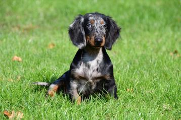 Langharige Teckel pups te koop (blue merle) beschikbaar voor biedingen