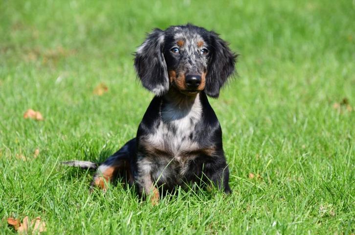 Langharige Teckel pups te koop (blue merle), Dieren en Toebehoren, Honden | Teckels en Dashonden, Teef, Langhaar, Standaard, Fokker | Professioneel