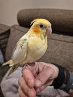 Nog 1 valkparkietje te reserveren, Dieren en Toebehoren, Vrouwelijk, Parkiet, Geringd