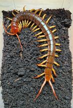 Scolopendra dehaani thai red flame, Animaux & Accessoires, Insectes & Araignées, Autres espèces