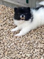 Keeshondjes Particulier, Dieren en Toebehoren, België, Particulier, Keeshond, 8 tot 15 weken