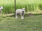 Ram lam, Dieren en Toebehoren, Schapen, Geiten en Varkens, Mannelijk, Schaap, 0 tot 2 jaar
