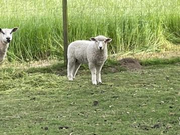 Ram lam, Mâle, Mouton, 0 à 2 ans