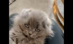 Britse korthaar, Dieren en Toebehoren, Katten en Kittens | Raskatten | Langhaar, 0 tot 2 jaar, Kater