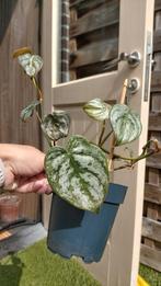 Philodendron Brandtianum, Enlèvement ou Envoi