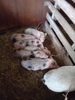 Mini varkens, Varken