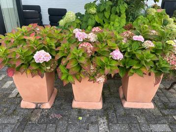 NIEUWE kunststof bloembak plantenbak compleet met Hortensia