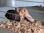 2 jonge cavia  zeugjes met kooi, Dieren en Toebehoren, Augustus, Vrouwelijk, Cavia