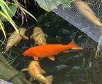 Koi Benigoi 55 cm