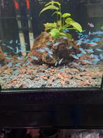 Kardinaal tetra maatje L locatie maastricht, Dieren en Toebehoren, Vissen | Aquariumvissen