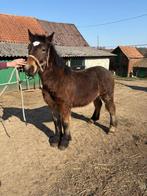 Poulain Cob ardennais, Dieren en Toebehoren, Paarden, Hengst, Tuigpaard, 0 tot 2 jaar