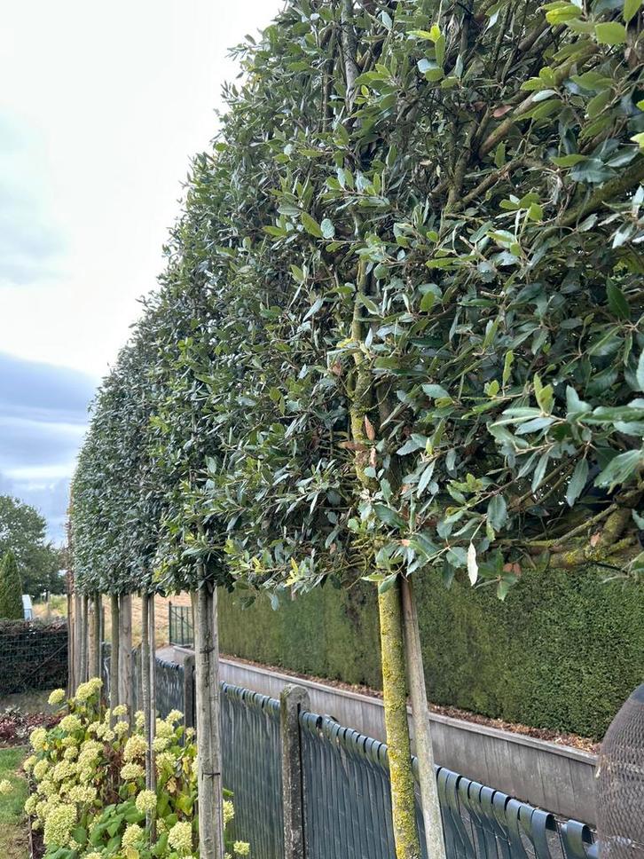 Leibomen te koop, Tuin en Terras, Planten | Bomen, Ophalen