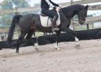 Brave, correcte , ervaren grote E ruin , betuigd en bereden, Dieren en Toebehoren, E pony (1.48m - 1.57m), B, Gechipt, Ruin