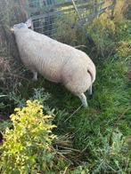 Texelram te koop, Dieren en Toebehoren, Schapen, Geiten en Varkens, Schaap