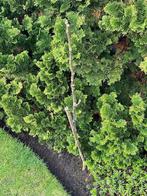 notenboom, Tuin en Terras, Planten | Bomen, Minder dan 100 cm, Zuilboom, Volle zon, Bloeit niet