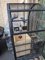 Koppel halsbandparkiet te koop, Dieren en Toebehoren, Ophalen of Verzenden