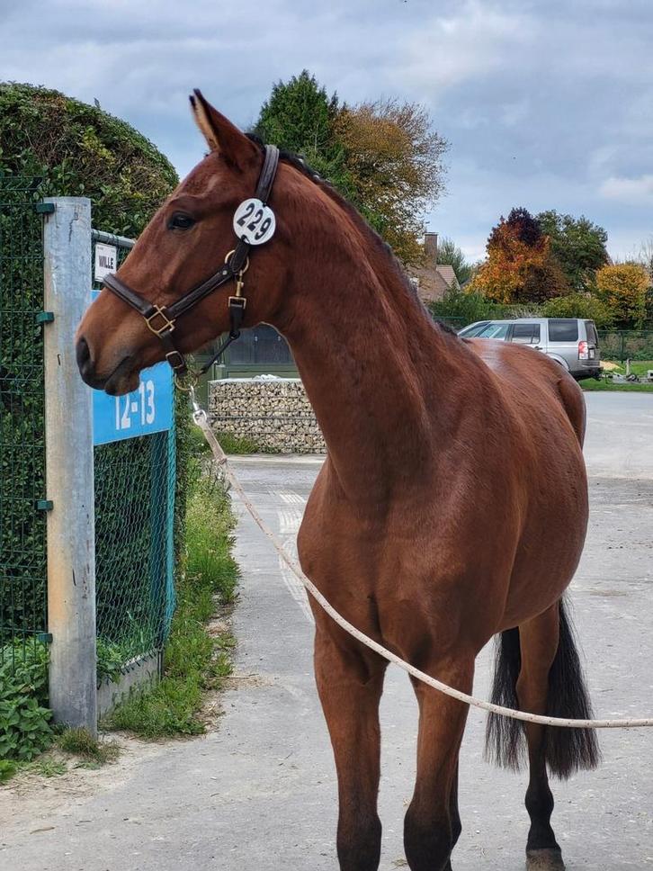 Joli jardin de 3 ans, Animaux & Accessoires, Chevaux, Hongre, B, 160 à 165 cm, 3 à 6 ans, Cheval de saut, Avec pedigree, Avec puce électronique