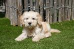Prachtige medium Goldendoodle pups (reutjes), Dieren en Toebehoren, Honden | Retrievers, Spaniëls en Waterhonden, België, Overige rassen