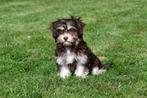 Havanezer pups te koop, 15 weken tot 1 jaar, Overige rassen, Buitenland, CDV (hondenziekte)