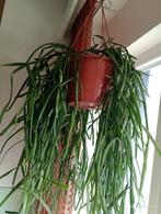 RIPHSALIS sappige, sappige groene kamerplant, Huis en Inrichting, Kamerplanten, Ophalen, Vetplant, Halfschaduw, Minder dan 100 cm