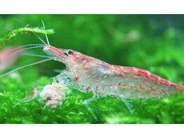 Starterspakket garnalen, Animaux & Accessoires, Poissons | Poissons d'aquarium, Poisson d'eau douce, Homard, Crabe ou Crevette