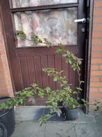 Braam, Tuin en Terras, Ophalen, Volle zon, Vaste plant, Zomer