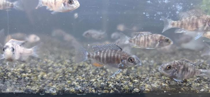 Baby Gele Bessen Aulonocara Cichliden - Locatie Heerlen NL, Dieren en Toebehoren, Vissen | Aquariumvissen, Zoetwatervis, Vis
