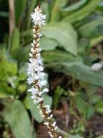 Persicaria amplexicaulis 'Alba, ook mooi in de herfst ,, Autres espèces, Automne, Enlèvement, Plante fixe