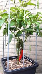 Tomatenplanten moestuin plantenrekken groenten kweken, Ophalen of Verzenden, Zaad