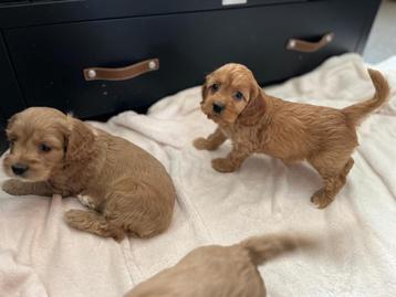 Chiots Cockapoo (cocker américain x caniche jouet) disponible aux enchères