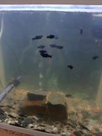 Black molly, Dieren en Toebehoren, Vissen | Aquariumvissen