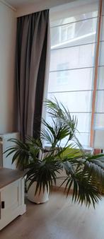 Kamerplant, En pot, Enlèvement, Palmier, 100 à 150 cm