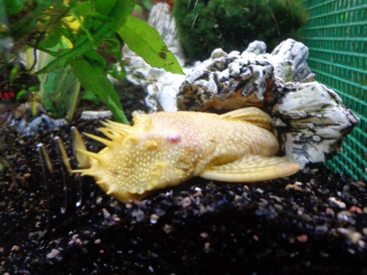 GROTE volwassen man Ancistrus zwart, geel of rood, Dieren en Toebehoren, Vissen | Aquariumvissen, Zoetwatervis